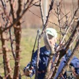 De moins en moins de produits à disposition : pour les producteurs de fruits et légumes la pression est énorme.